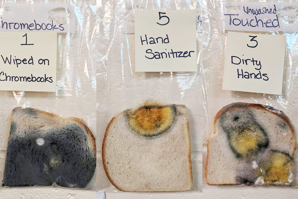 沒有洗手觸摸麵包細菌驚人！美國老師發霉麵包實驗教小學生勤洗手