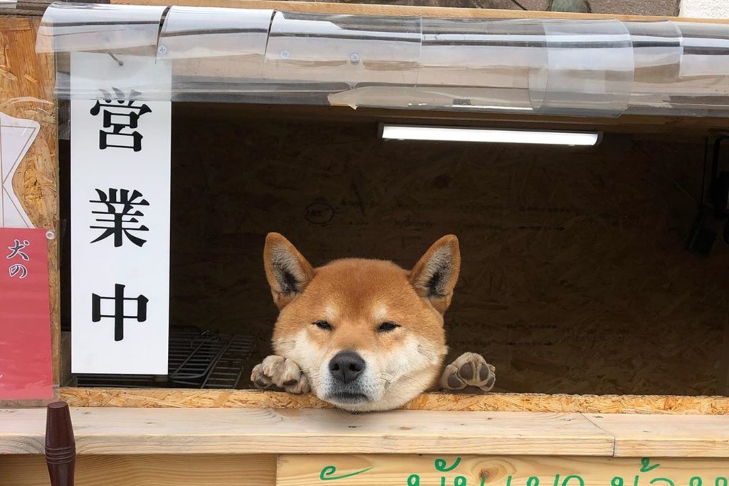 【日本柴犬】日本北海道無人烤蕃薯店　超可愛柴犬店長落力吸客！