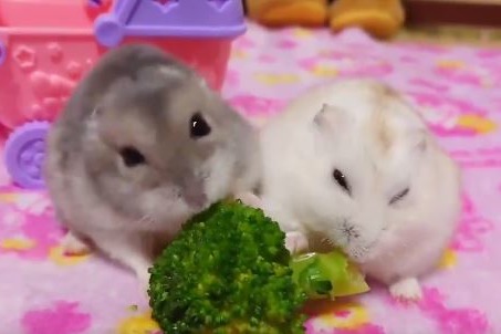 【倉鼠食物】日本主人記錄生活點滴　兩隻倉鼠卻為搶食大打出手！