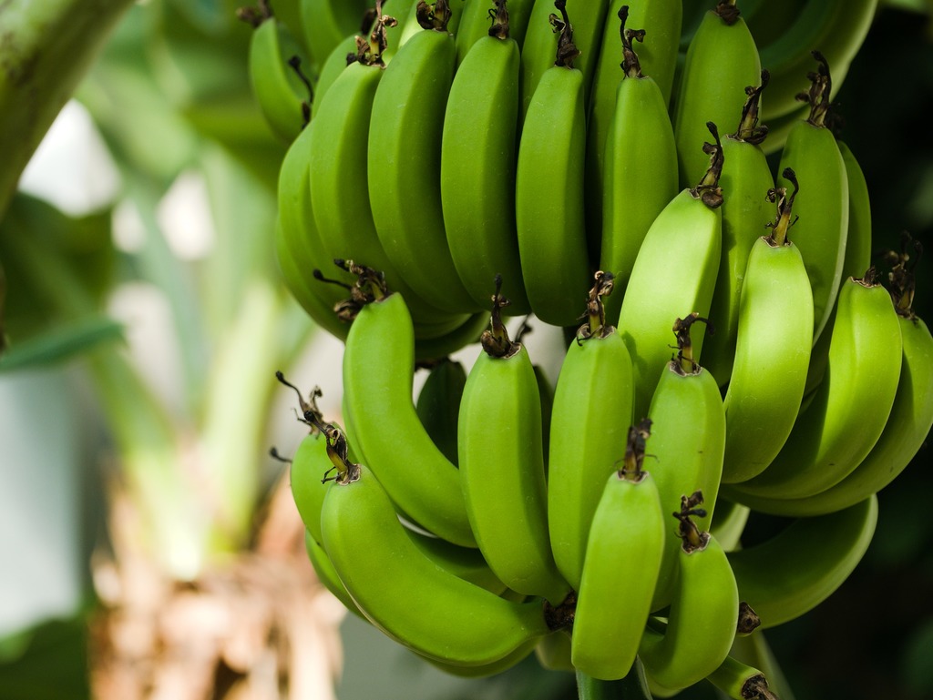 【香蕉營養】地捫鮮果：香蕉青色未熟都食得！　不同香蕉成熟程度各有營養價值！