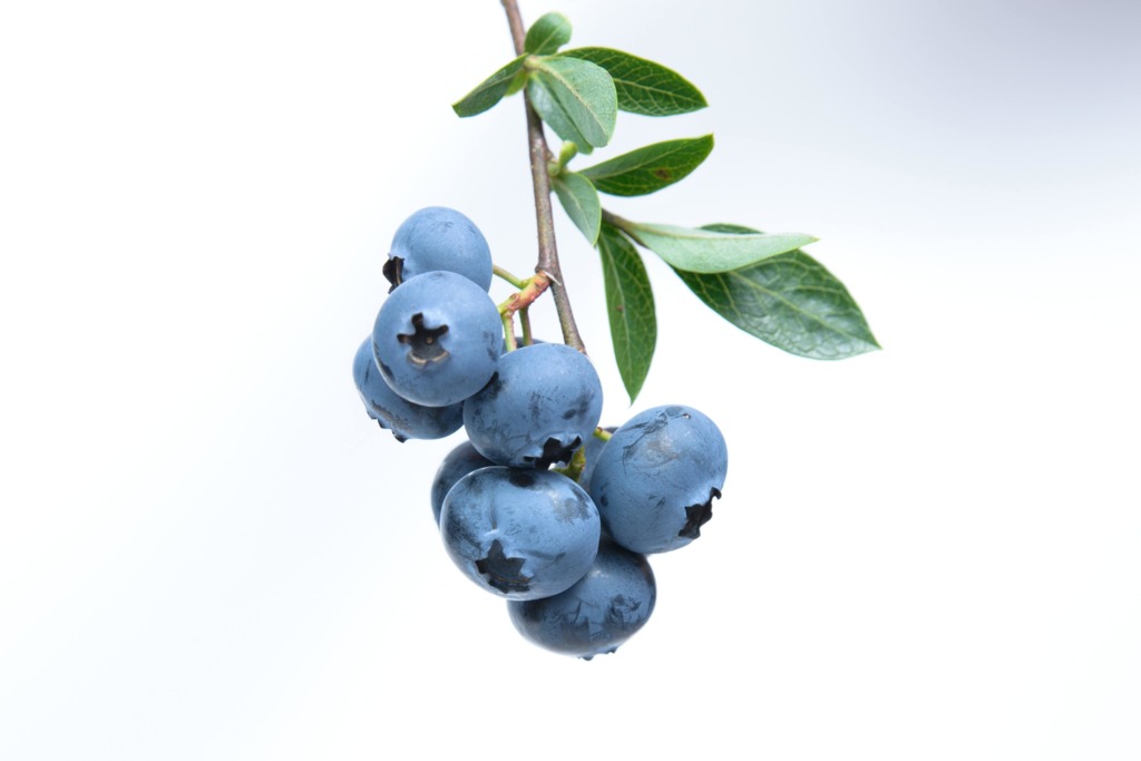 【藍莓冷知識】藍莓表面白霜代表發霉？　原來與新鮮度有關！（附揀藍莓貼士）