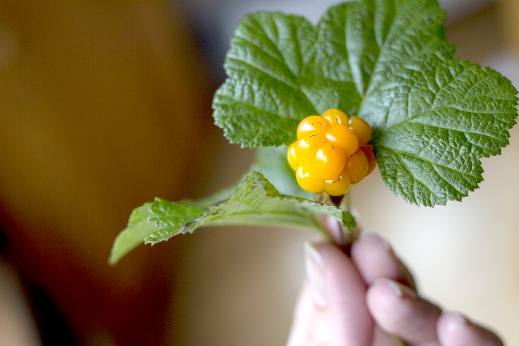 【雲莓營養】北歐森林雲莓零下40度生長維他命C超高！ 雲莓6大營養價值／5種食法