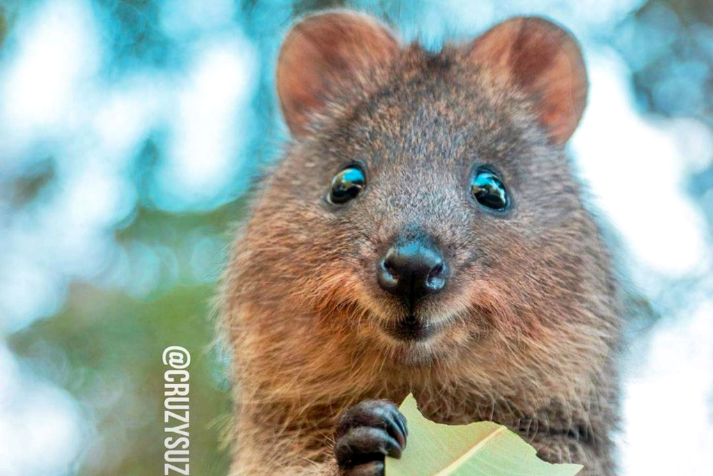 【微笑袋鼠 澳洲】「世界上最快樂動物」澳洲短尾矮袋鼠　萌爆微笑食野模樣超治癒～