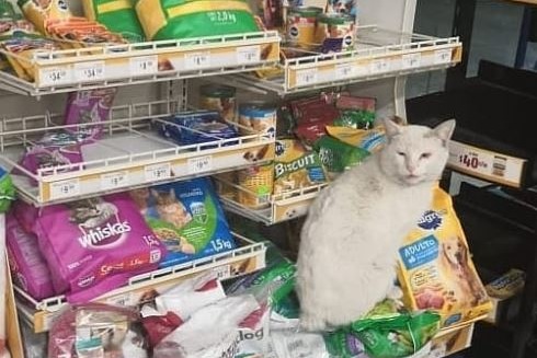 【收養流浪貓】墨西哥流浪貓超聰明！不停賣萌撒嬌引人入超市買貓糧　最後更幸運地被收養