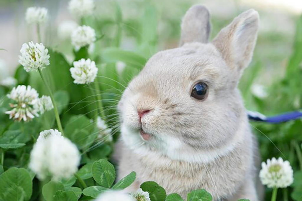 日本旅遊界KOL兔仔帶你遊京都景點　忘形賞花變食花超可愛～