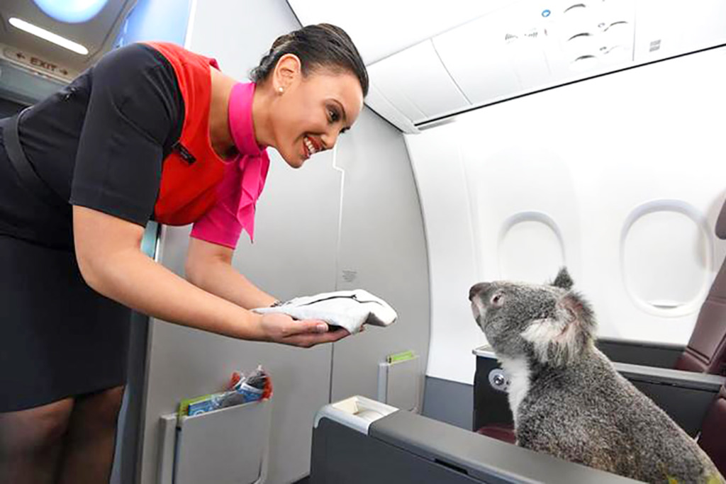 可愛澳洲樹熊搭飛機獲升級坐商務艙歎世界　梳乎享用豪華特別版飛機餐 仲有空姐餵食樹葉！