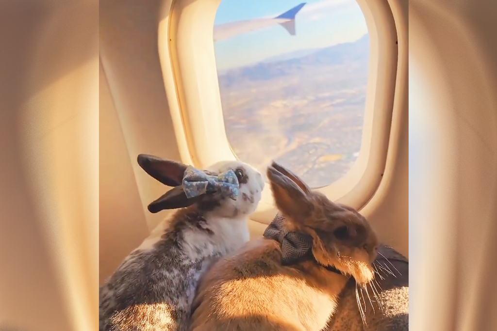旅遊家兔仔跟住主人旅行打卡　孖住女朋友兔兔搭飛機甜蜜爆燈！