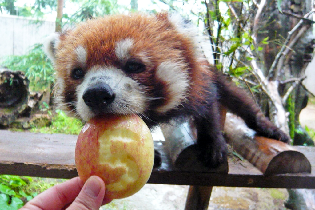 日本動物園可愛為食小熊貓　開心食蘋果表情古靈精怪～