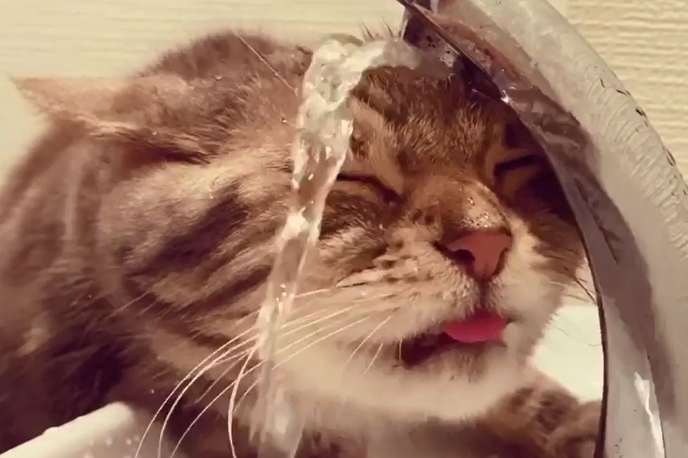 【貓的習慣】日本得意貓咪愛邊洗頭邊喝水　全因個頭太大累事？