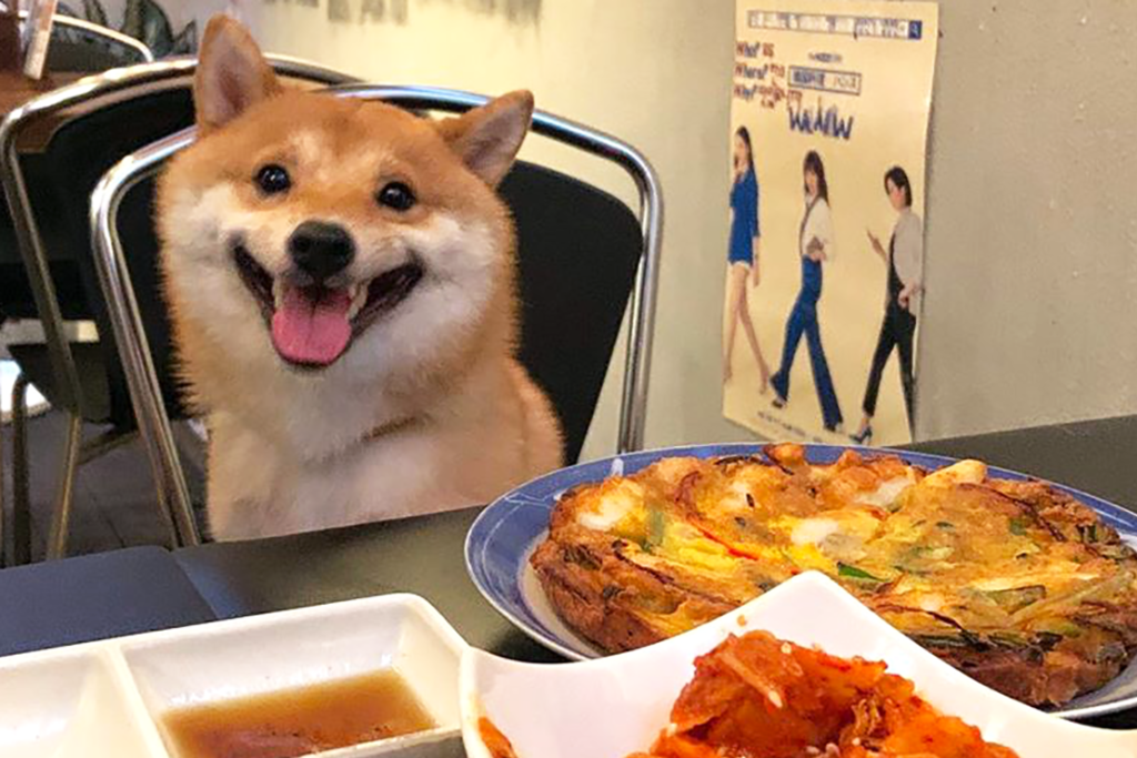 日本為食吃貨微笑柴犬BB　美食當前綻放天真燦爛笑容好可愛～