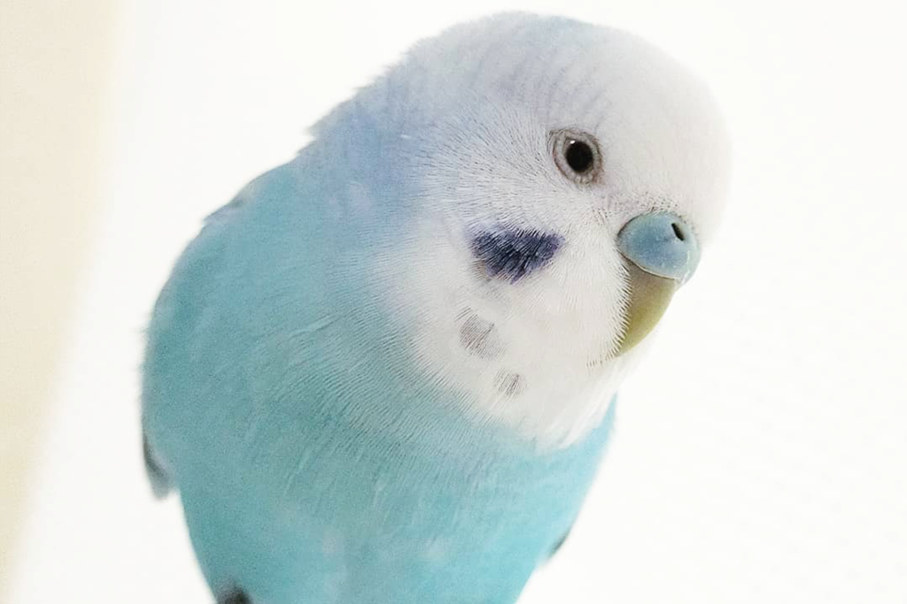 【虎皮鸚鵡】日本夢幻糖果粉藍色小鸚鵡軟萌又可愛　Tiffany Blue羽毛顏色激似波子汽水雪糕！