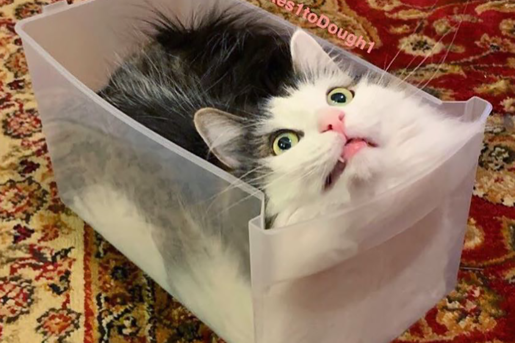 【貓體力學】貓貓是水做的喵星人？！　搞笑貓咪大展縮骨功完美填滿不同容器～