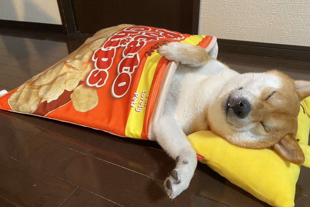 超可愛柴犬穿入薯片造型睡袋即瞓著　面容扭曲的睡姿超治癒！
