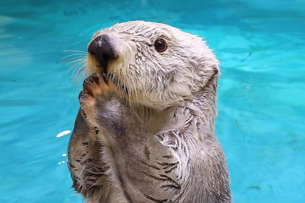 日本水族館拍下海洋動物生活片段　超可愛海獺最愛將食物收進百寶袋！
