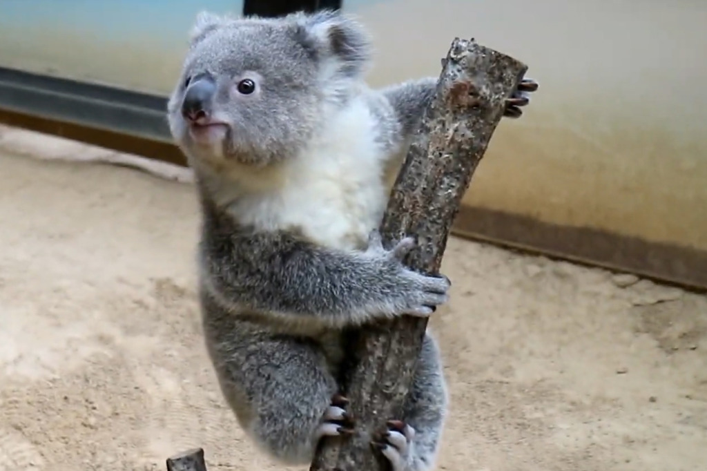 日本動物園超可愛樹熊BB每日開心食樹葉　快速長大要用小樹幹量體重！