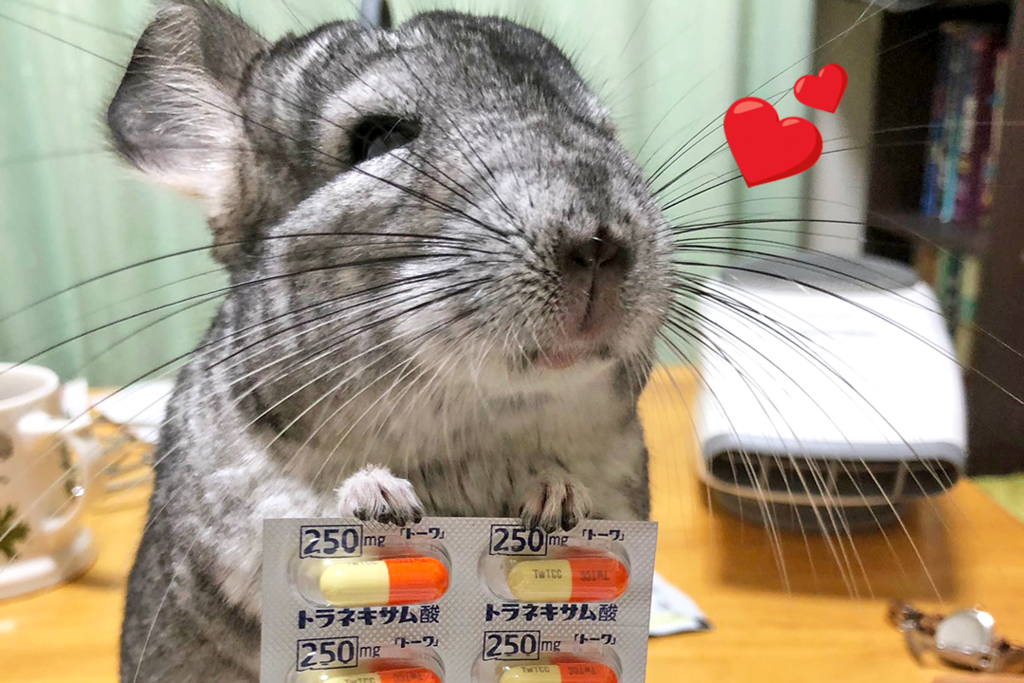 【龍貓寵物】日本可愛小龍貓為生病主人遞上藥丸　默默守候主人超體貼好有愛！