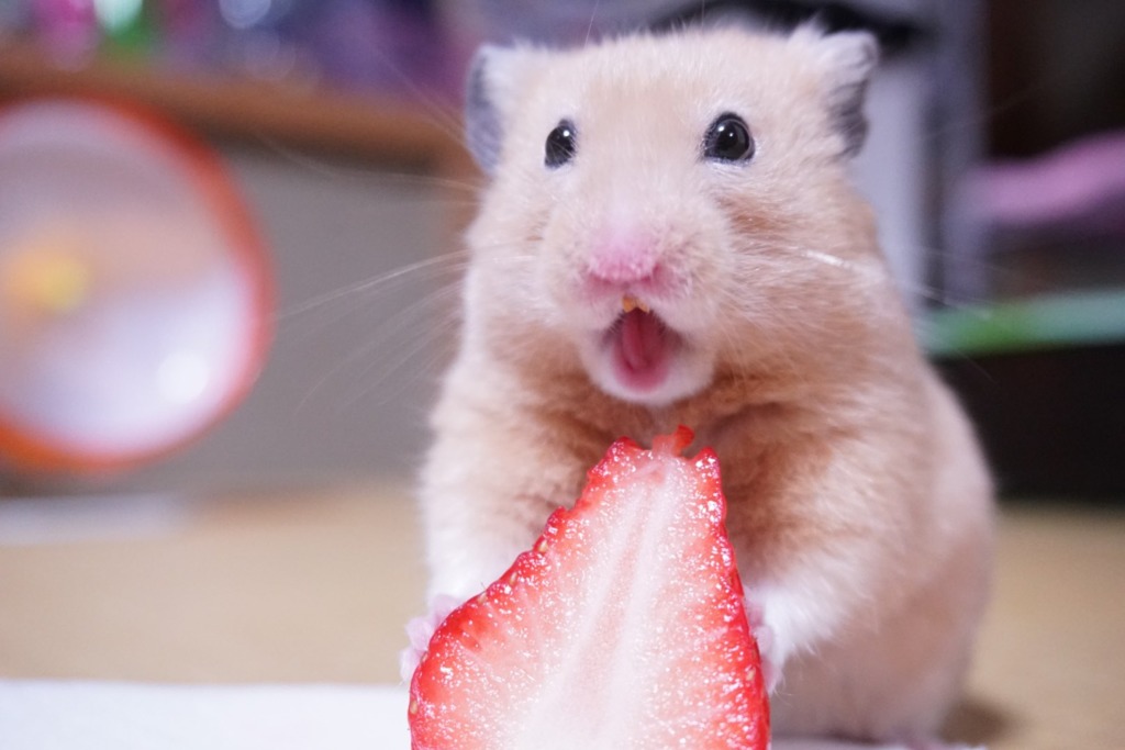 日本主人捕捉寵物貪吃樣子　3隻小倉鼠表情超豐富好可愛！