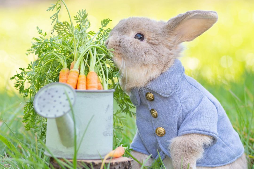 【兔仔寵物】童話故事走出來的彼得兔！　日本可愛兔仔食蘿蔔似足可愛毛公仔