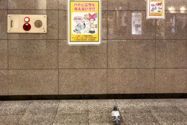 日本東京貼上不要餵鴿子告示  途人發現真身落寞的背影