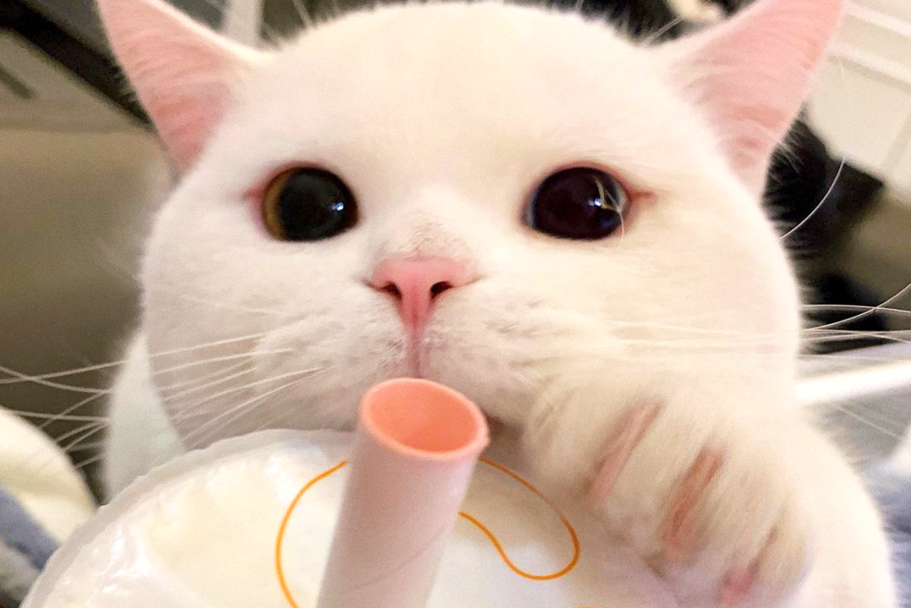 為食貓貓扭計想飲珍珠奶茶　一有野食秒變精靈喵喵俘虜你心！