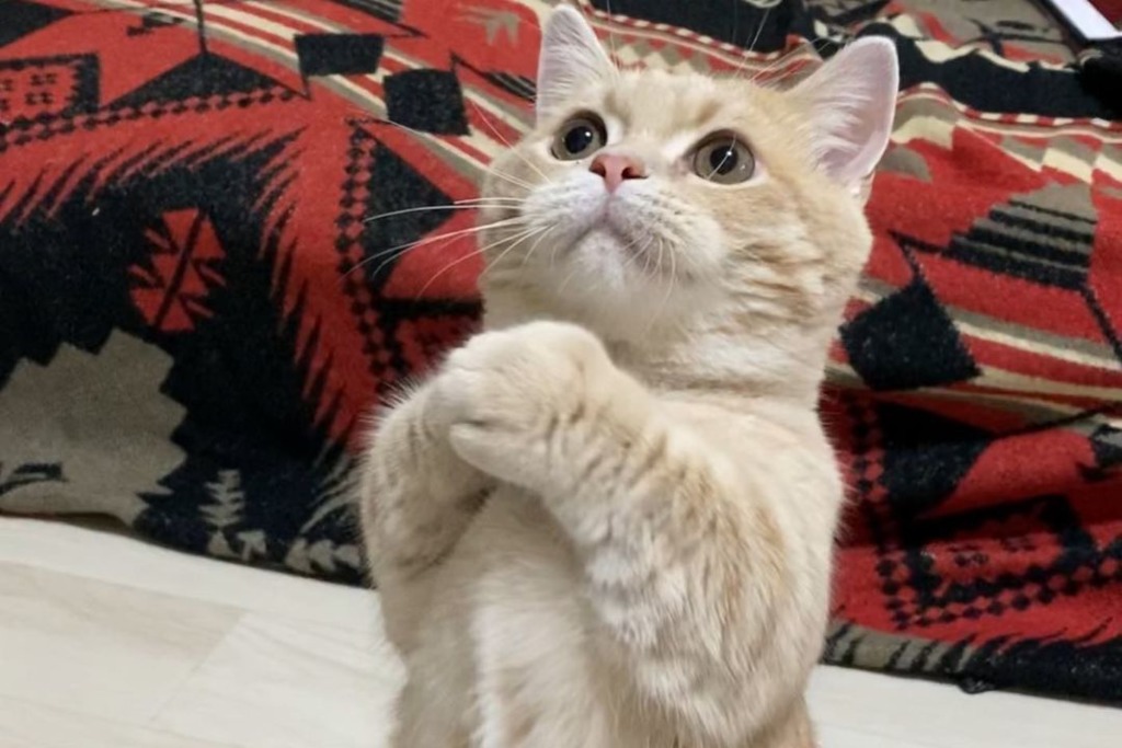 日本超可愛貓咪識「請請」！雙手肉球合十：求你俾罐罐我食