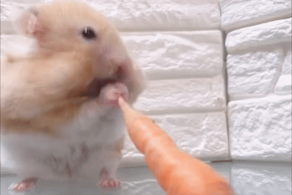 日本可愛吃貨小倉鼠大啖食蘿蔔　食到塊面脹卜卜超搞笑！