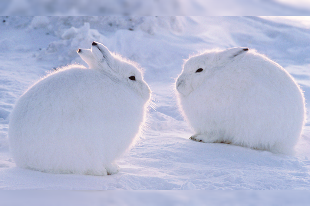 雪地精靈圓碌碌北極兔　好比毛毛球雪米糍超可愛～ 企高似袋鼠反差萌爆燈！
