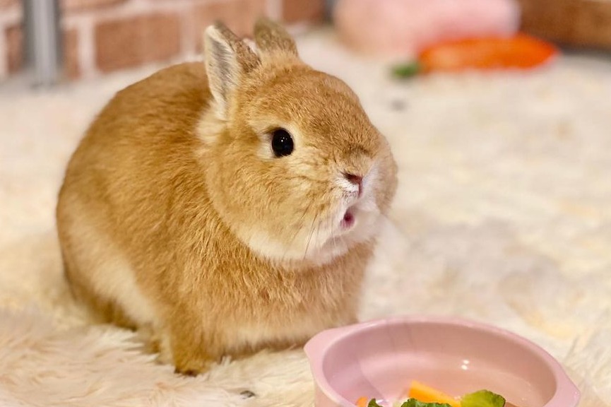 【日本Cafe】日本東京超可愛兔仔Cafe  可近距離接觸指定兔兔！