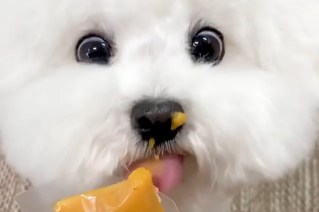【狗狗寫真】韓國為食白雪雪比熊狗仔　見到野食雙眼發光超可愛！