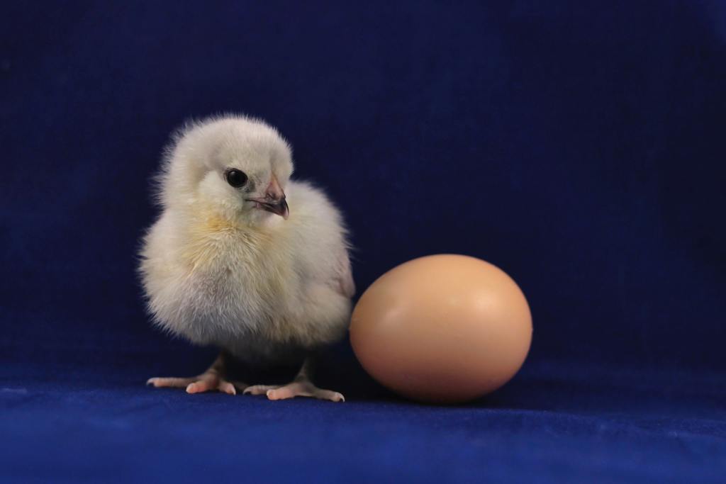 【天方夜譚】內地校長發論文稱熟雞蛋可變生雞蛋 用念力成功孵出40隻小雞成笑話