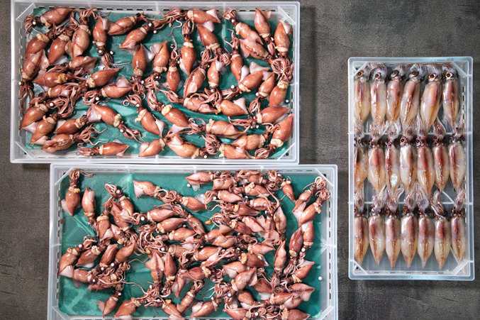 【螢光魷魚】熱賣！日本螢光魷魚 兩大產地詳細講