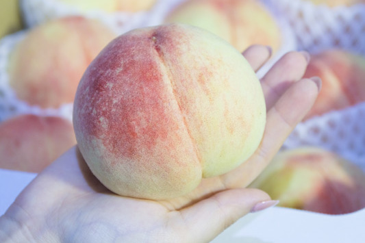 初夏當造 日本水蜜桃上市