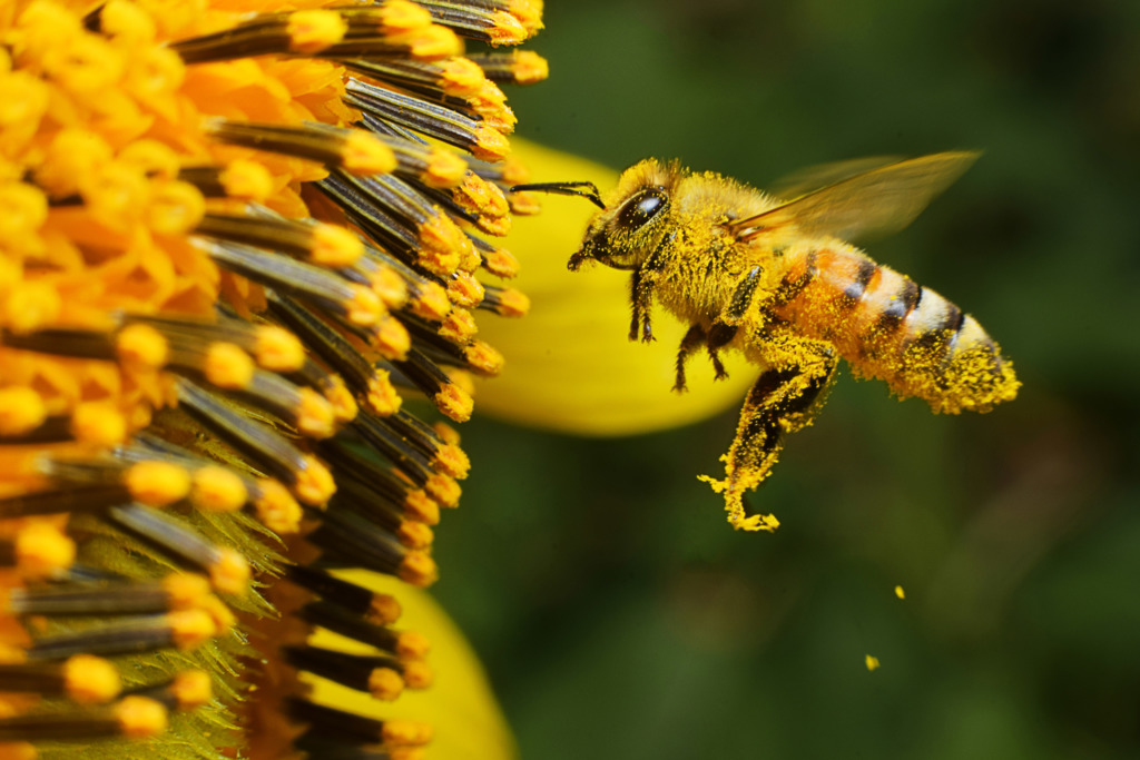 內地網紅直播生吞蜜蜂慘變豬頭孖潤腸　事後抖音賬戶因「不符合社會規範」被封