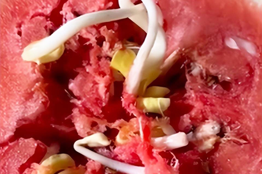 西瓜切開後驚見長滿芽菜 專家：過熟令西瓜籽發芽