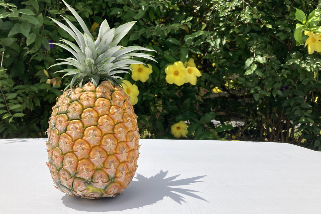 日本沖繩縣新品種菠蘿「White Coco」 糖度16度以上！白色果肉帶椰子甜香