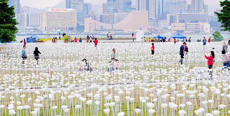 25,000朵LED白玫瑰登陸海濱 情人節限定綻放