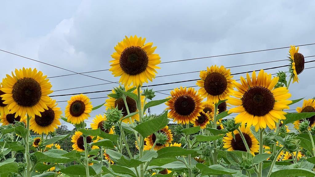 【元朗好去處】元朗本地農場信芯園5月底舉辦太陽花節！向日葵花海盛開