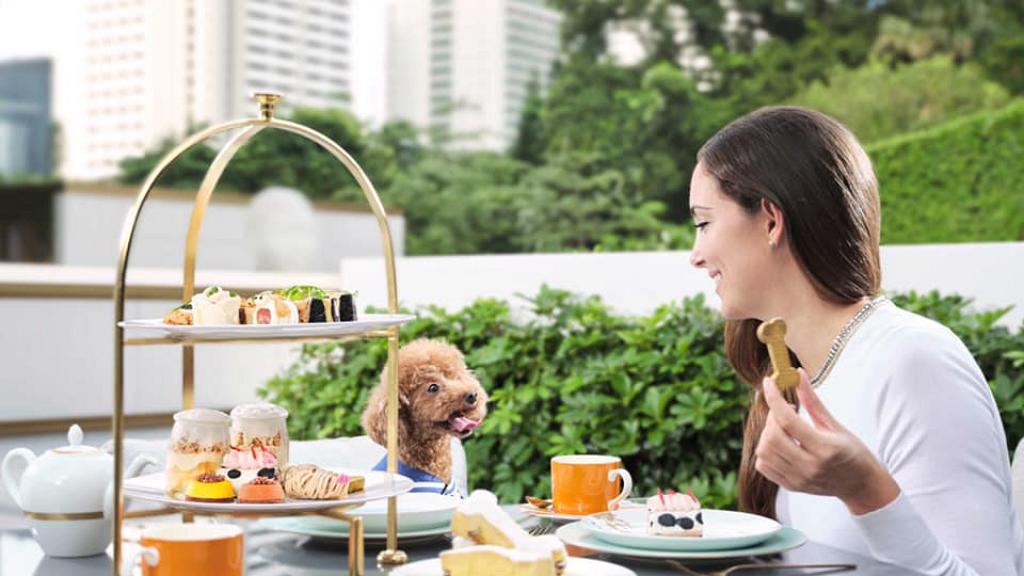 香港10大Pet-Friendly寵物友善酒店推介 帶毛孩去Staycation！大草地放電+寵物攝影+歎下午茶
