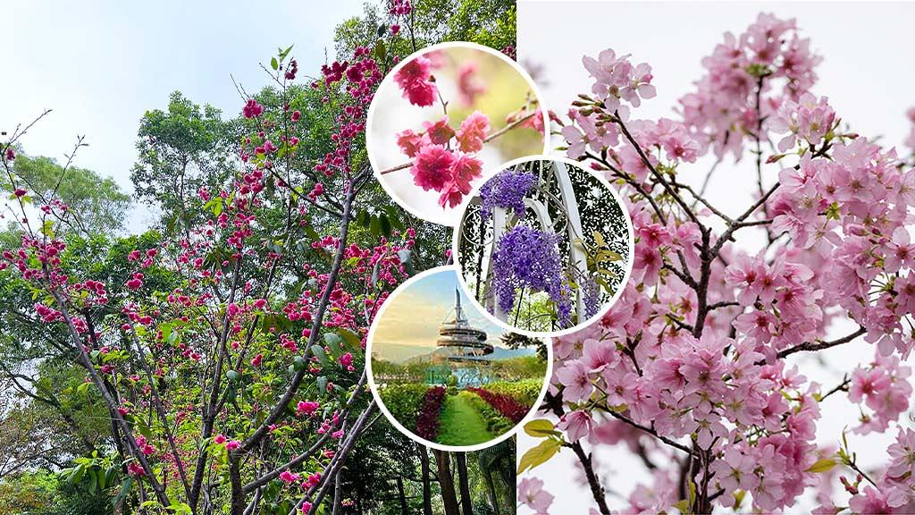 【開花消息】大埔海濱公園5大品種櫻花盛開 ！唯美粉嫩富士櫻/昭和櫻綻放/位置詳情一覽