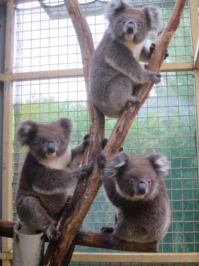 海洋公園「澳洲歷奇」樹熊館