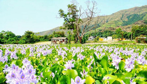 錦田