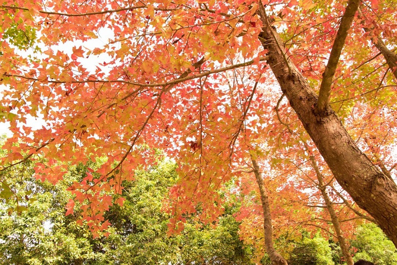 這不是紅葉情報!