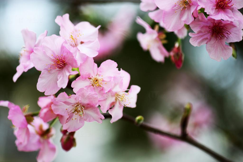 留住最美一刻！拍好櫻花的5大步驟