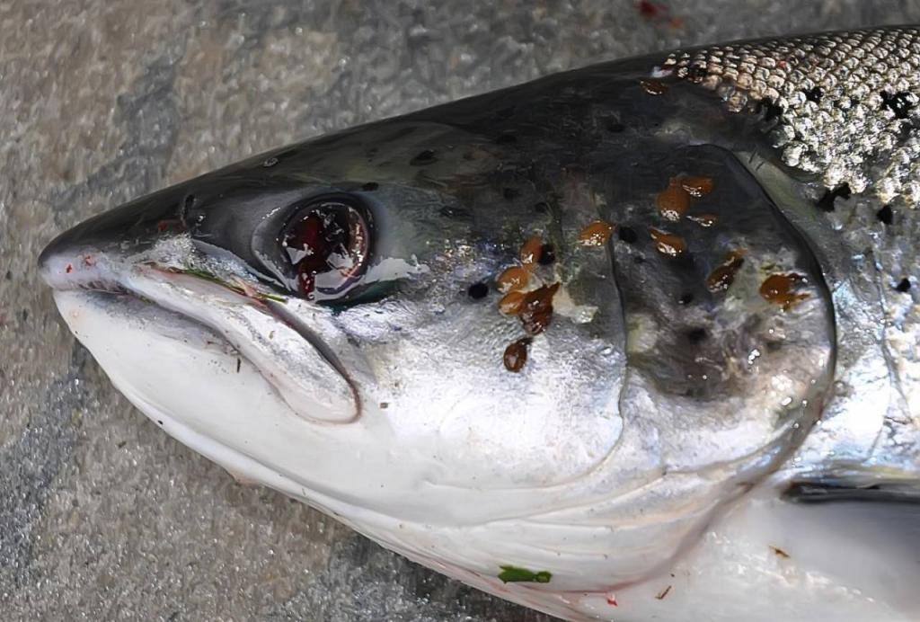 三文魚有大量寄生海蝨  批發價升50%或貴過牛排