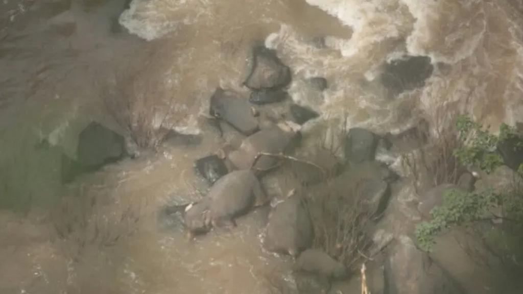 泰國小象不慎墮瀑布　5隻大象見同伴有難奮身相救不果齊齊溺斃