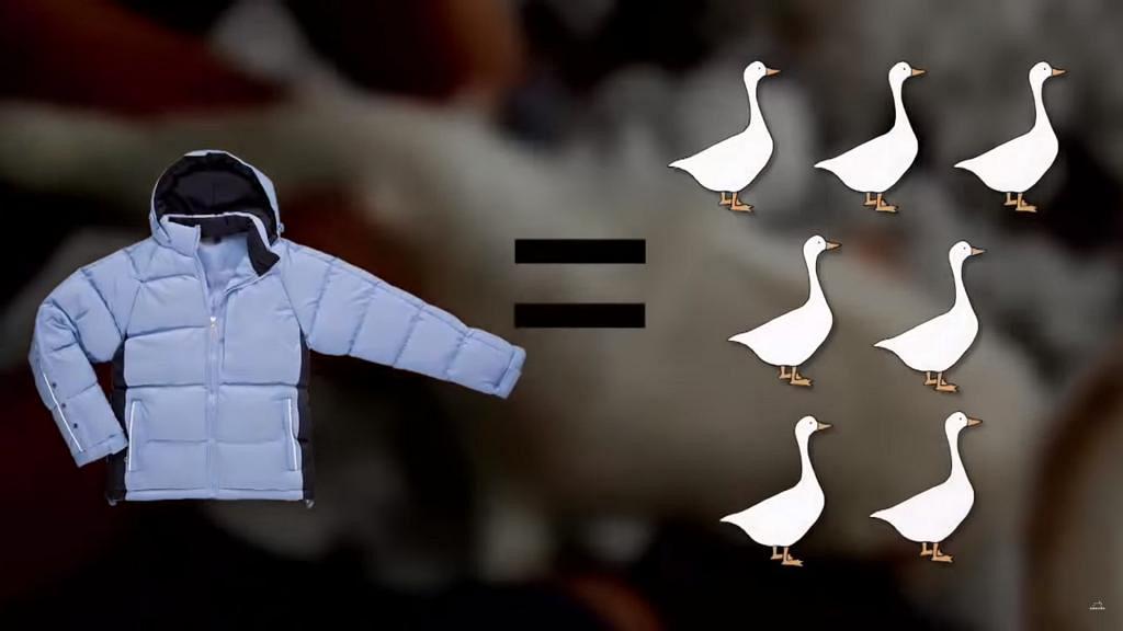 動物組織揭露羽絨背後的殘忍場面 鵝隻被活拔毛飽受痛苦折磨