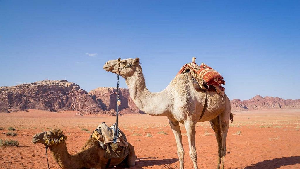 擔心駱駝分薄當地短缺水資源　南澳一連5日撲殺約1萬隻駱駝