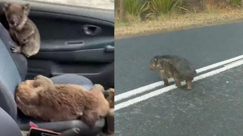 澳洲大火袋熊傷痕累累公路覓食行動不便  單車男不忍慘況停車餵水吊命