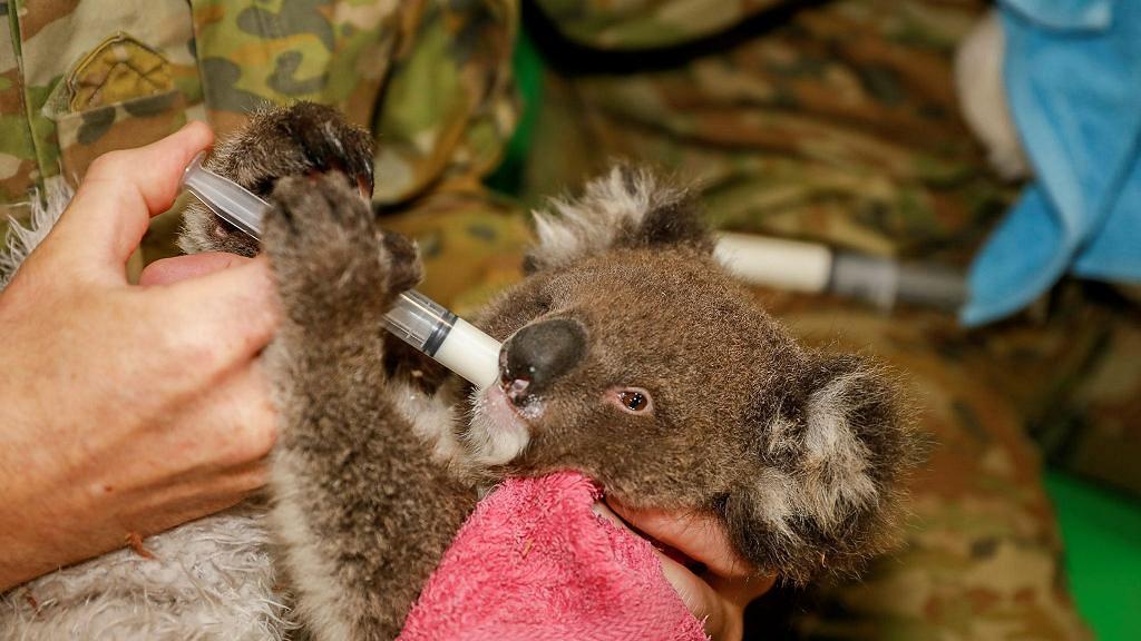 澳洲軍人放工唔休息照顧樹熊！手抱受傷樹熊似足慈父親自餵食助康復獲網民激讚