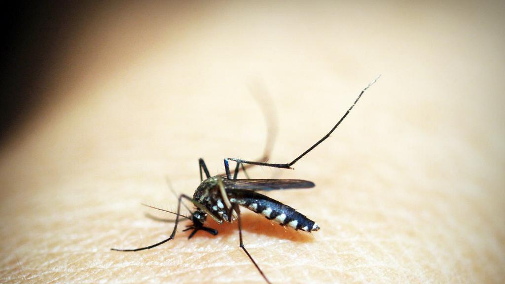 【新冠肺炎】被蚊咬會感染新冠肺炎病毒？美國研究蚊傳播病毒結果公開